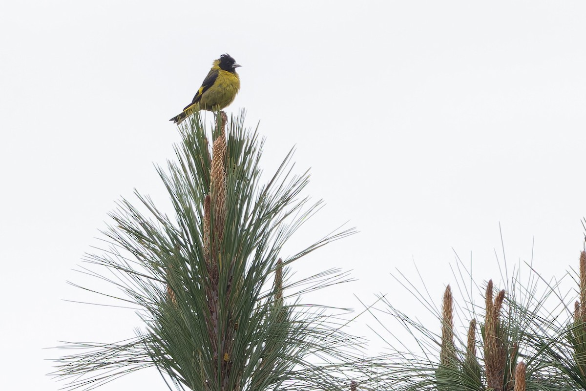 Black-headed Siskin - ML642650836