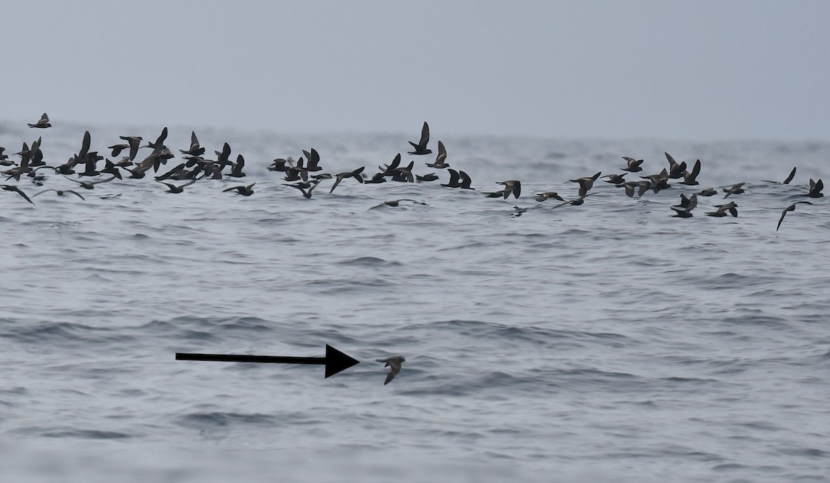 Least Storm-Petrel - ML642650837