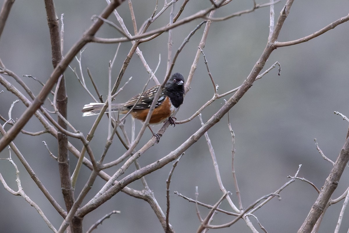 Spotted Towhee - ML642650841