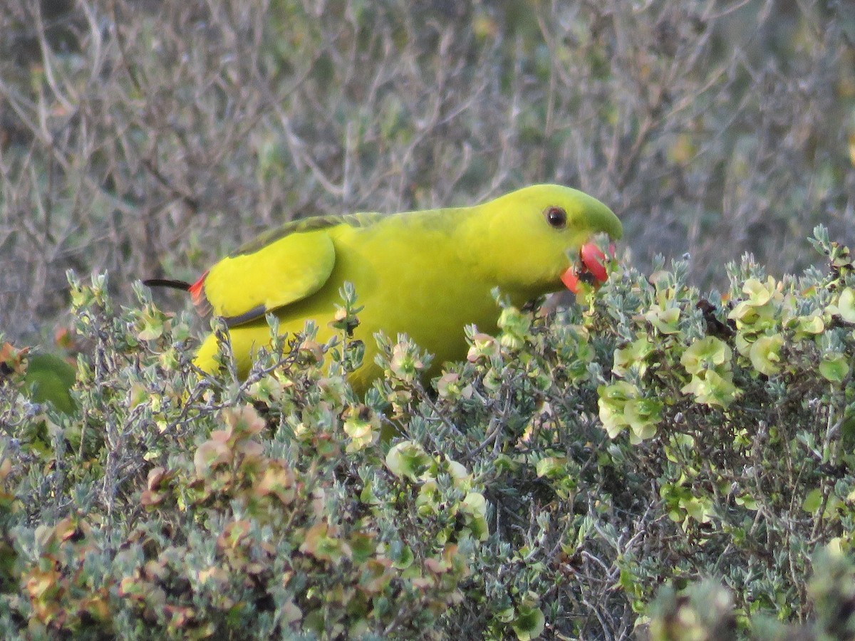 Regent Parrot - ML642650842