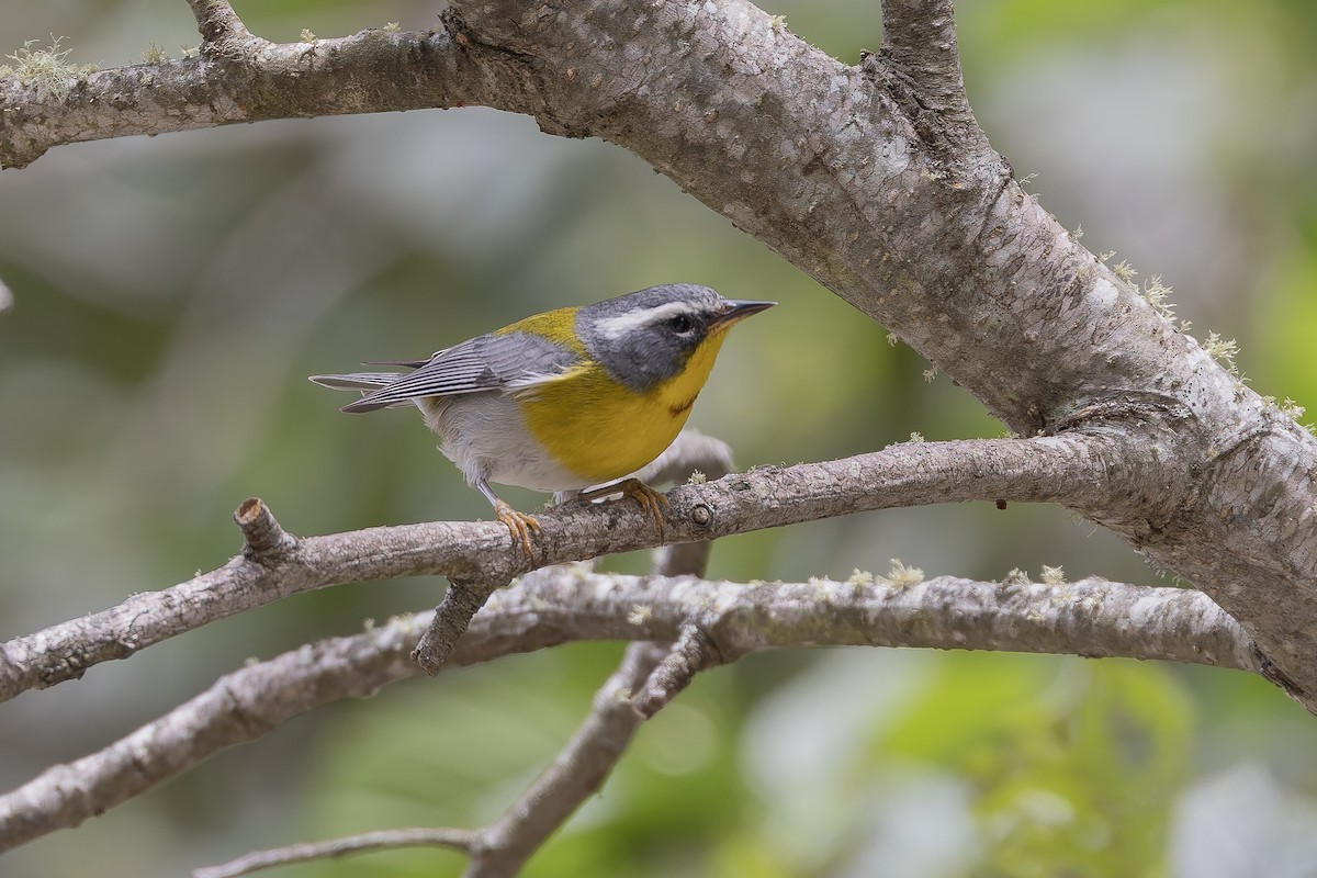 halvmåneparula - ML642650843