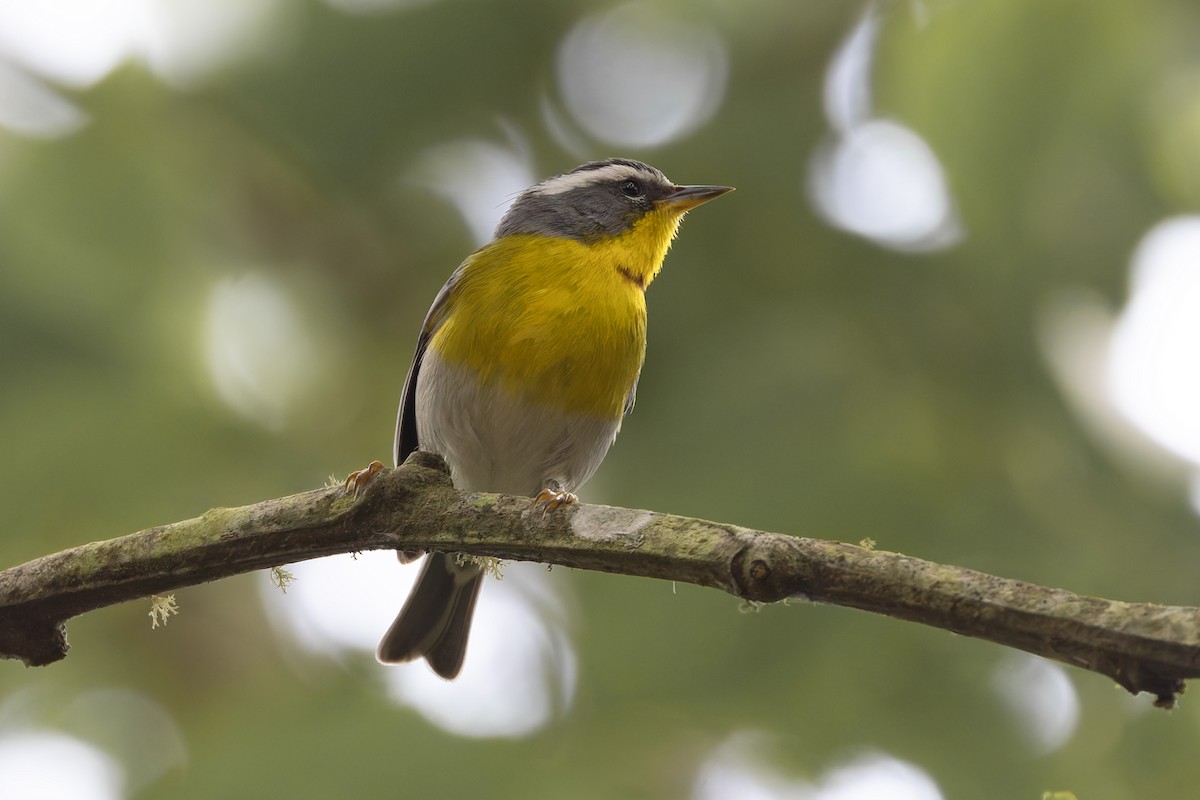halvmåneparula - ML642650844