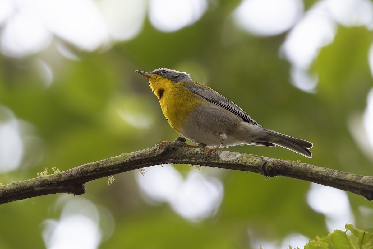 halvmåneparula - ML642650845