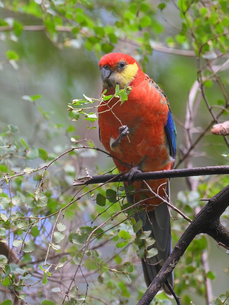 Western Rosella - ML642650846