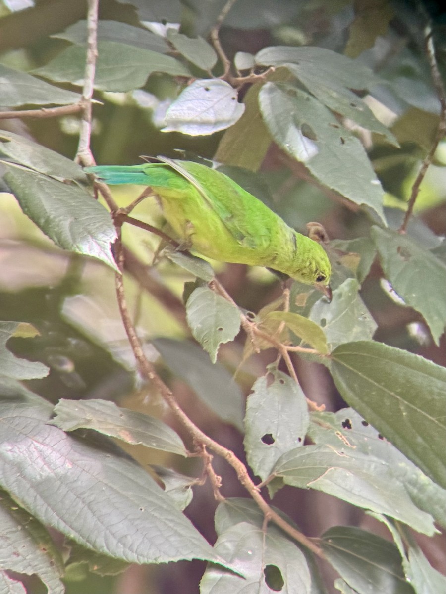 Blue-winged Leafbird - ML642650872