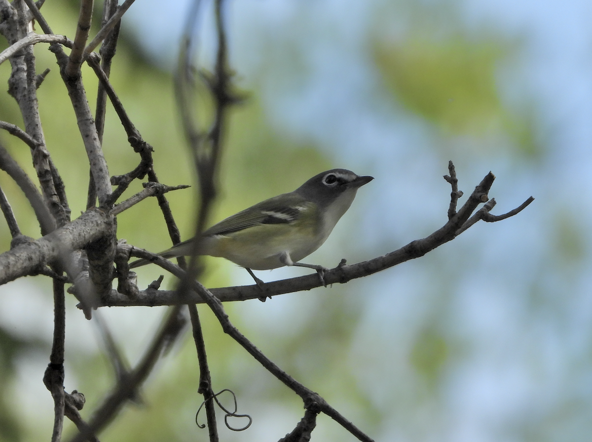 Blue-headed Vireo - ML642650902