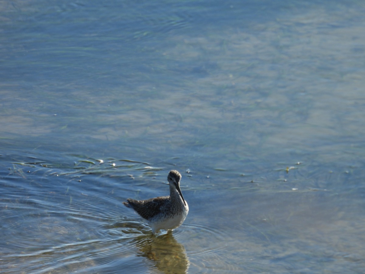 Greater Yellowlegs - ML642650908