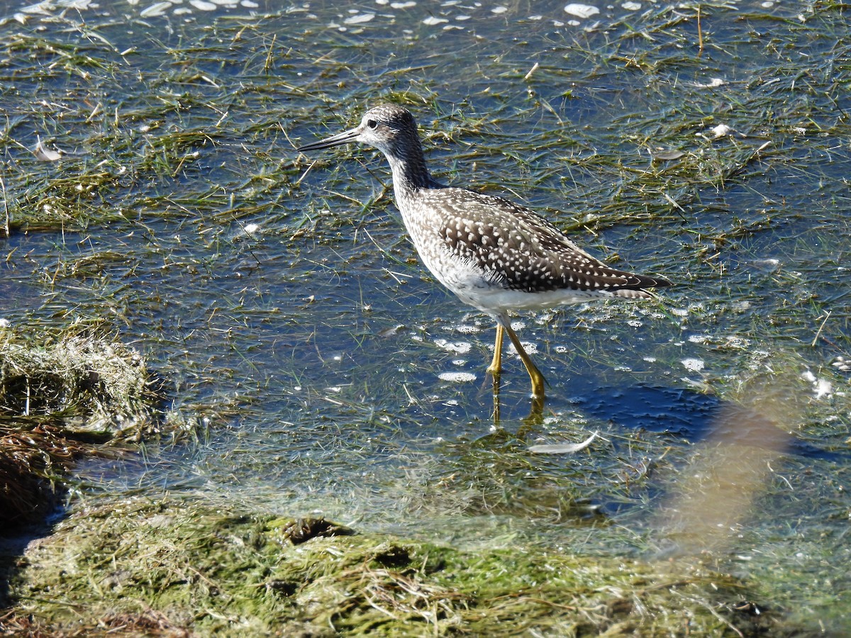 Greater Yellowlegs - ML642650909