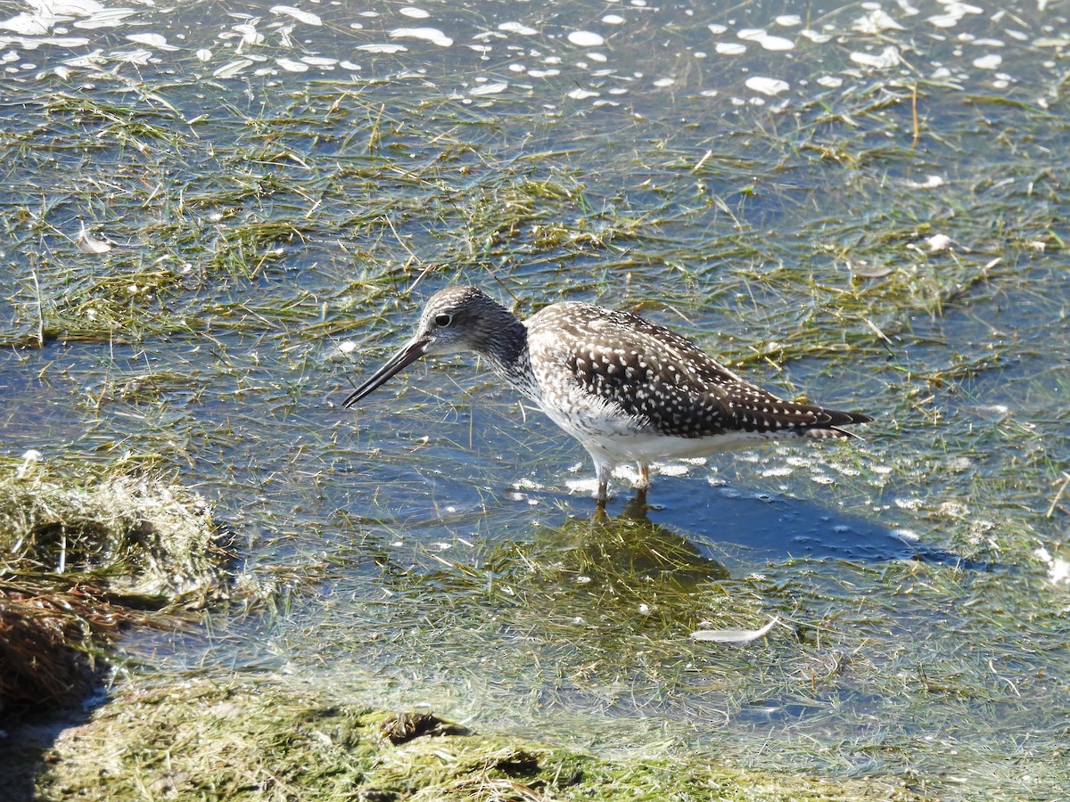 Greater Yellowlegs - ML642650910