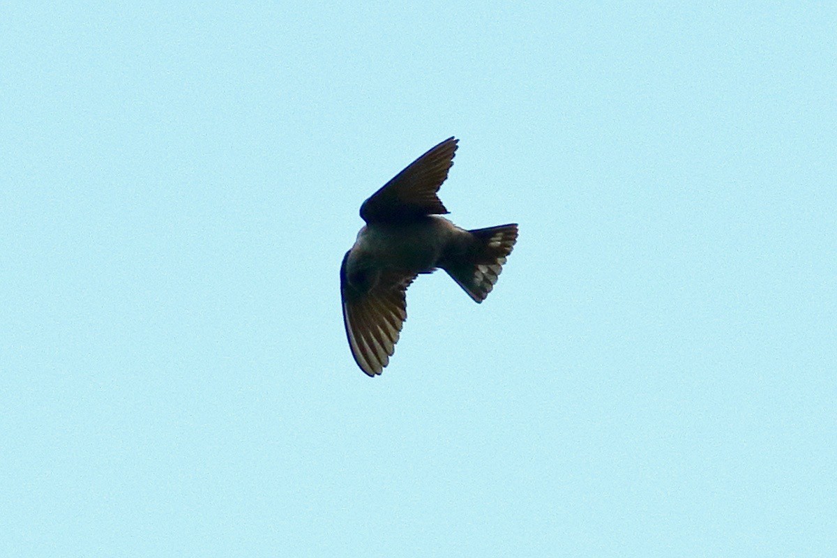 Dusky Crag-Martin - ML642650911