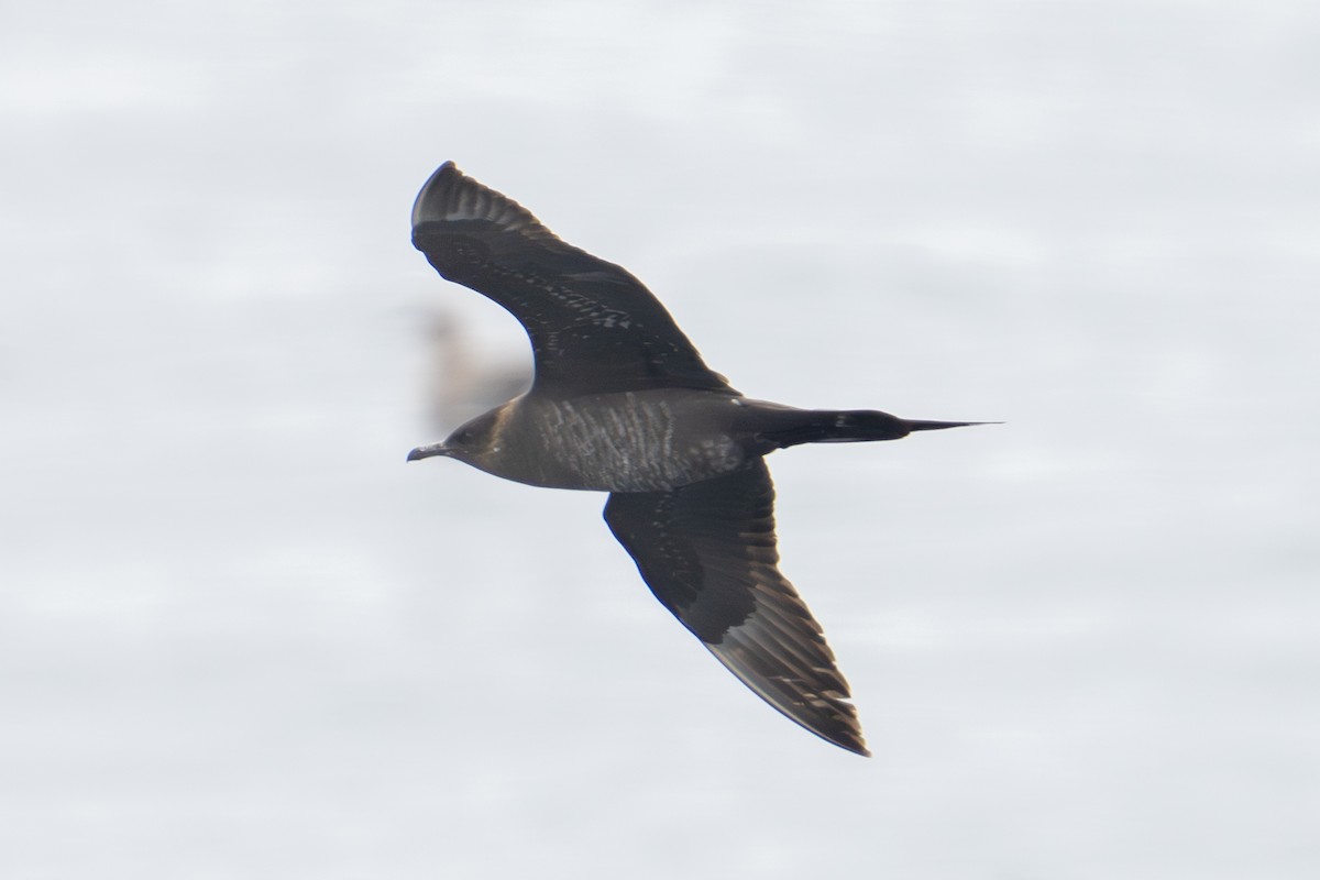 tyvjo - ML642650913