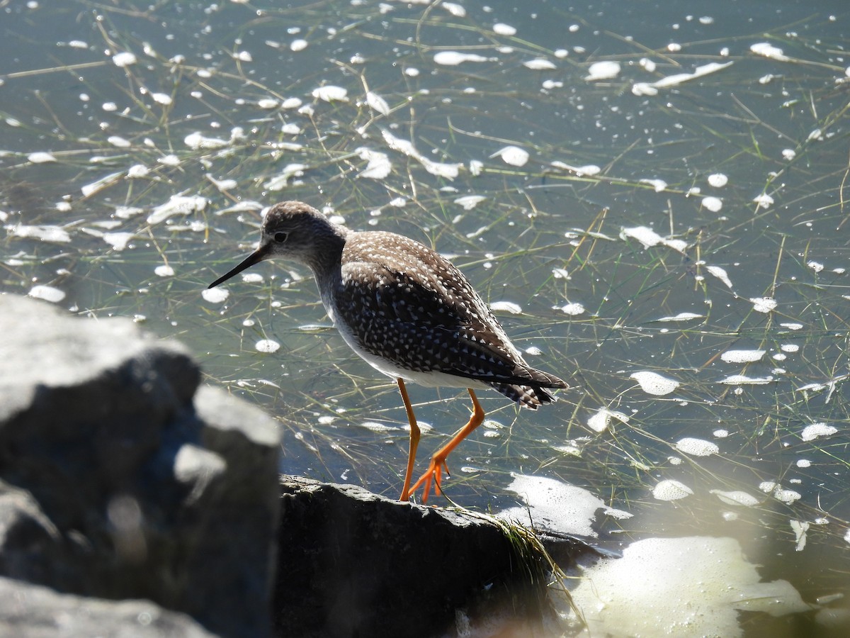 Lesser Yellowlegs - ML642650936