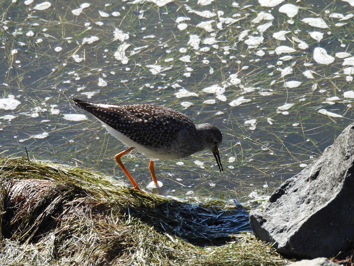 Lesser Yellowlegs - ML642650937