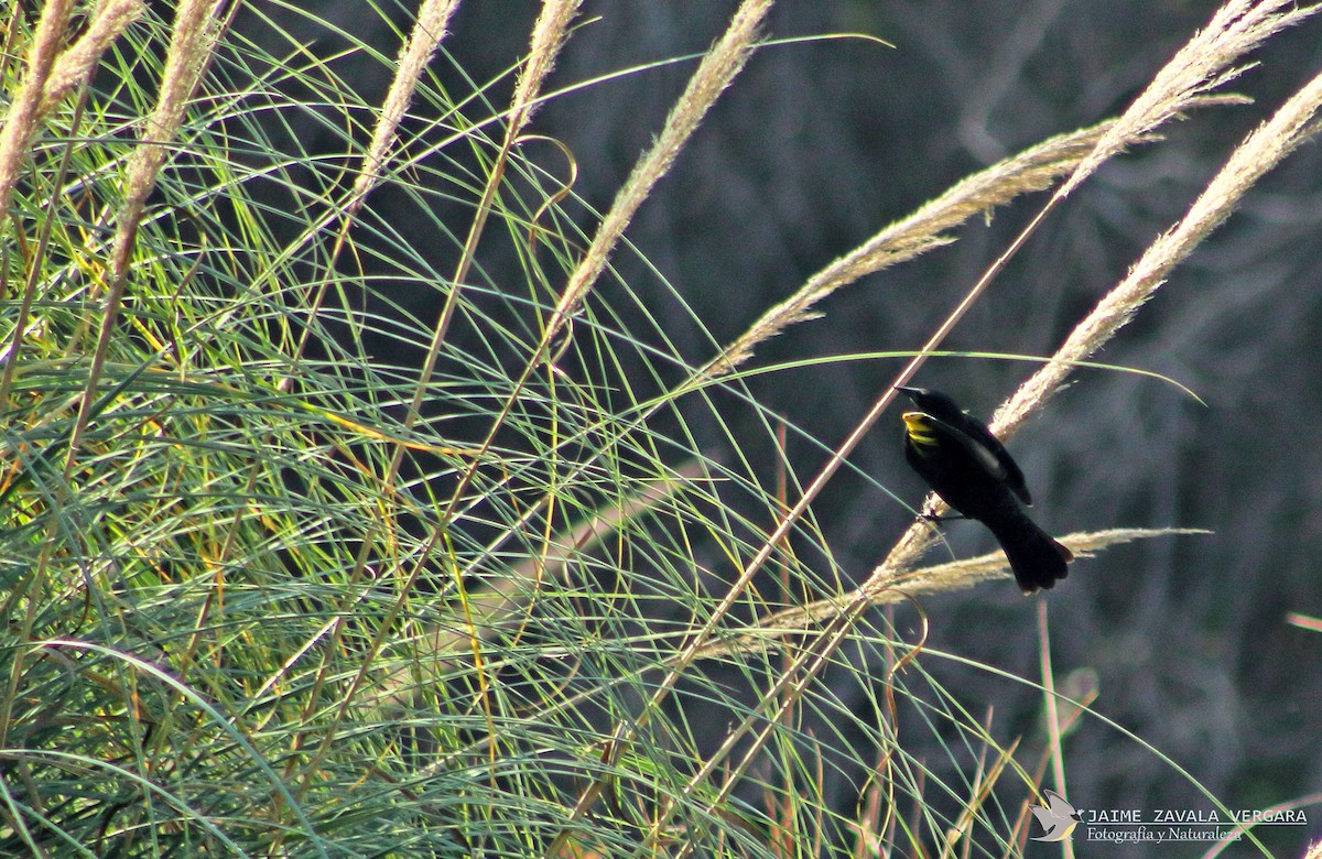Yellow-winged Blackbird - ML642650941