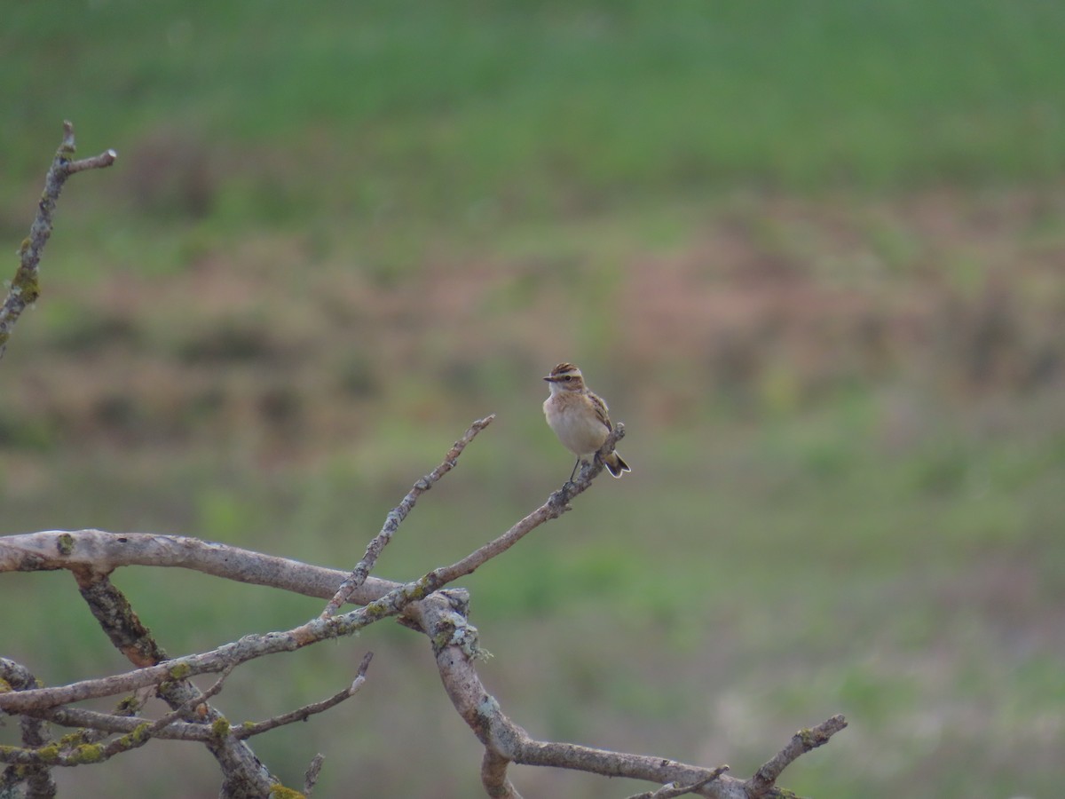 Whinchat - ML642650959