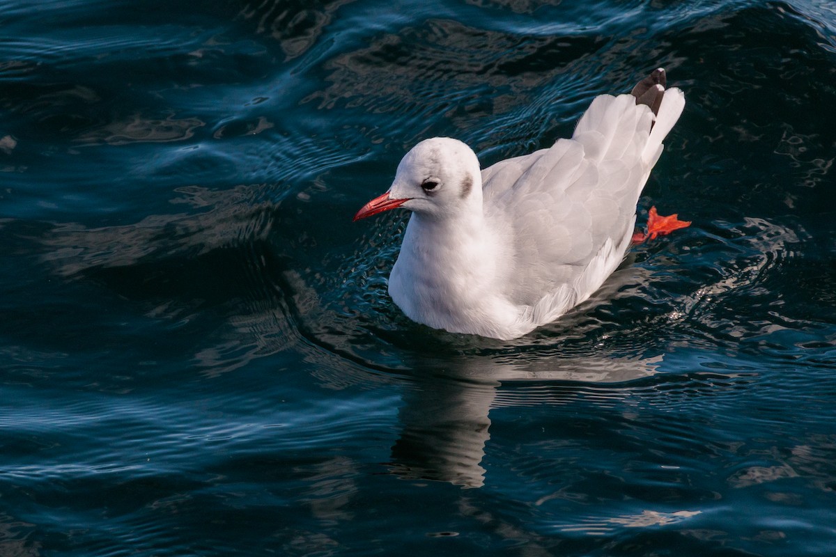 Black-headed Gull - ML642650960