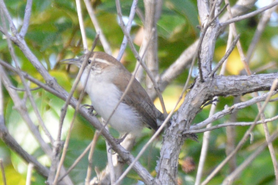 Bewick's Wren - ML642650964