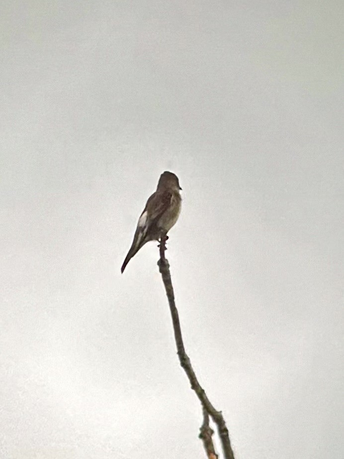 Olive-sided Flycatcher - ML642650965