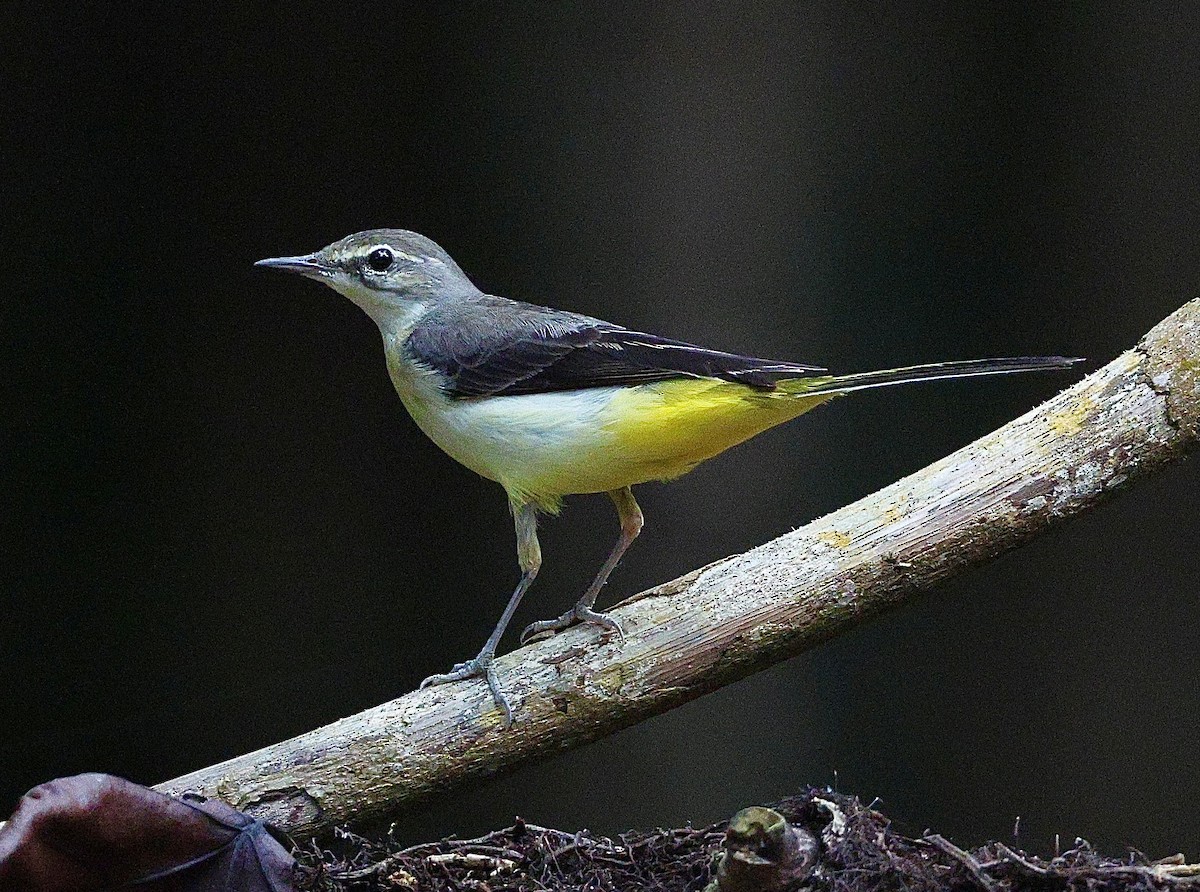 Gray Wagtail - ML642650982