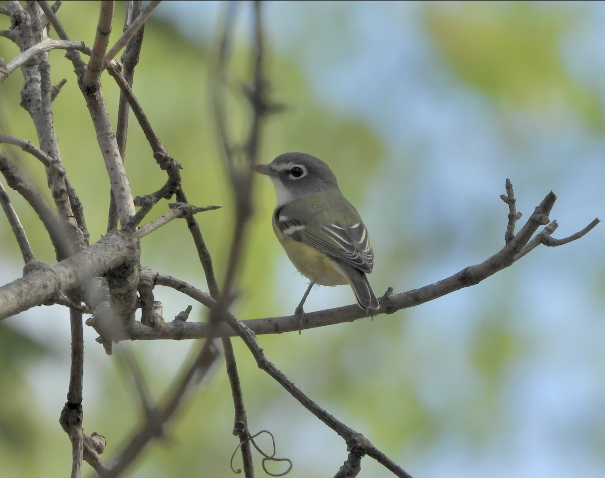 Blue-headed Vireo - ML642650984
