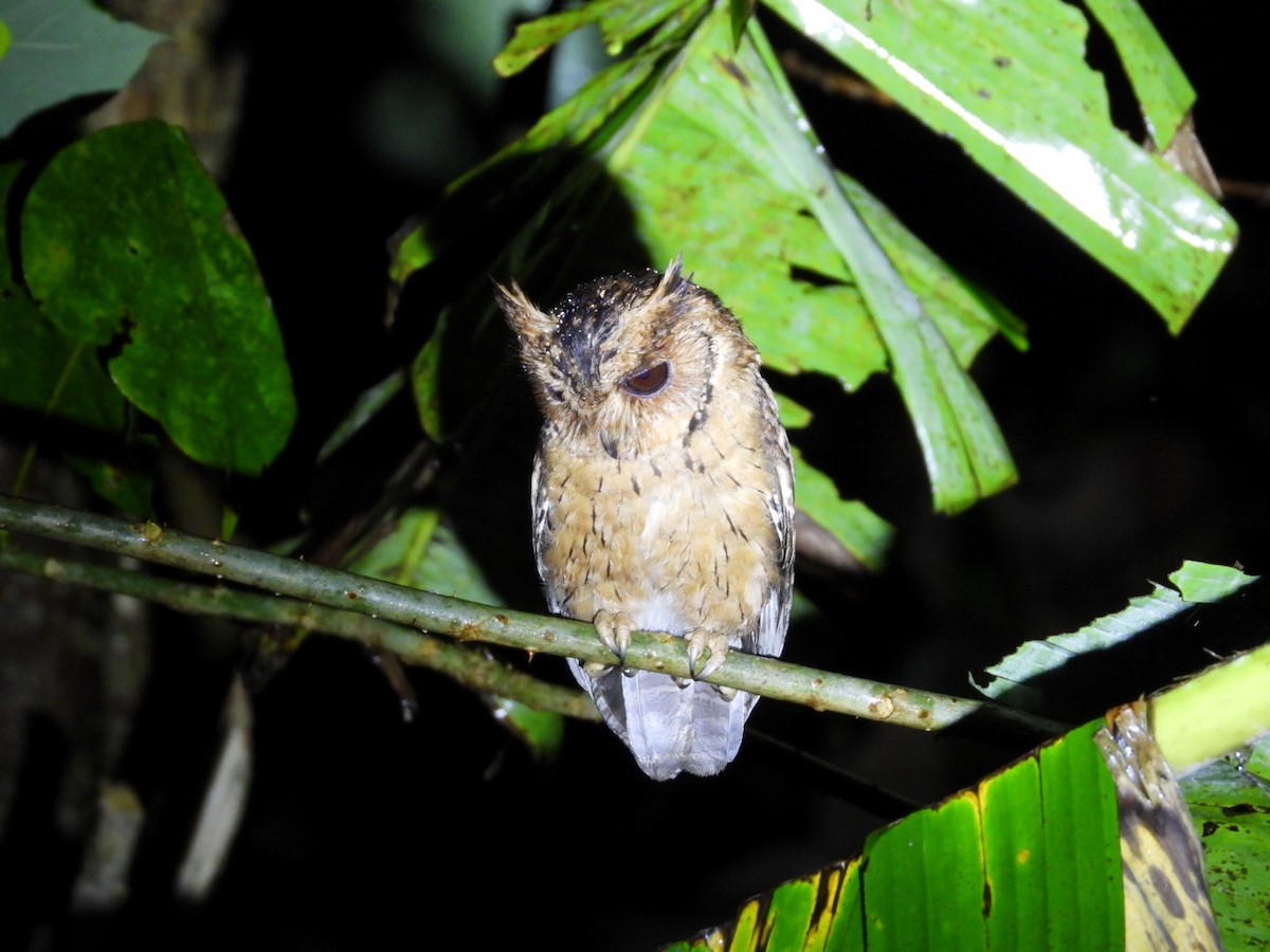 Indian Scops-Owl - ML642650992