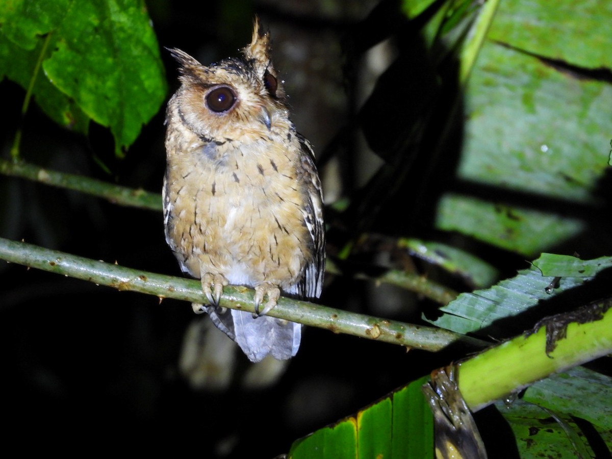 Indian Scops-Owl - ML642650993