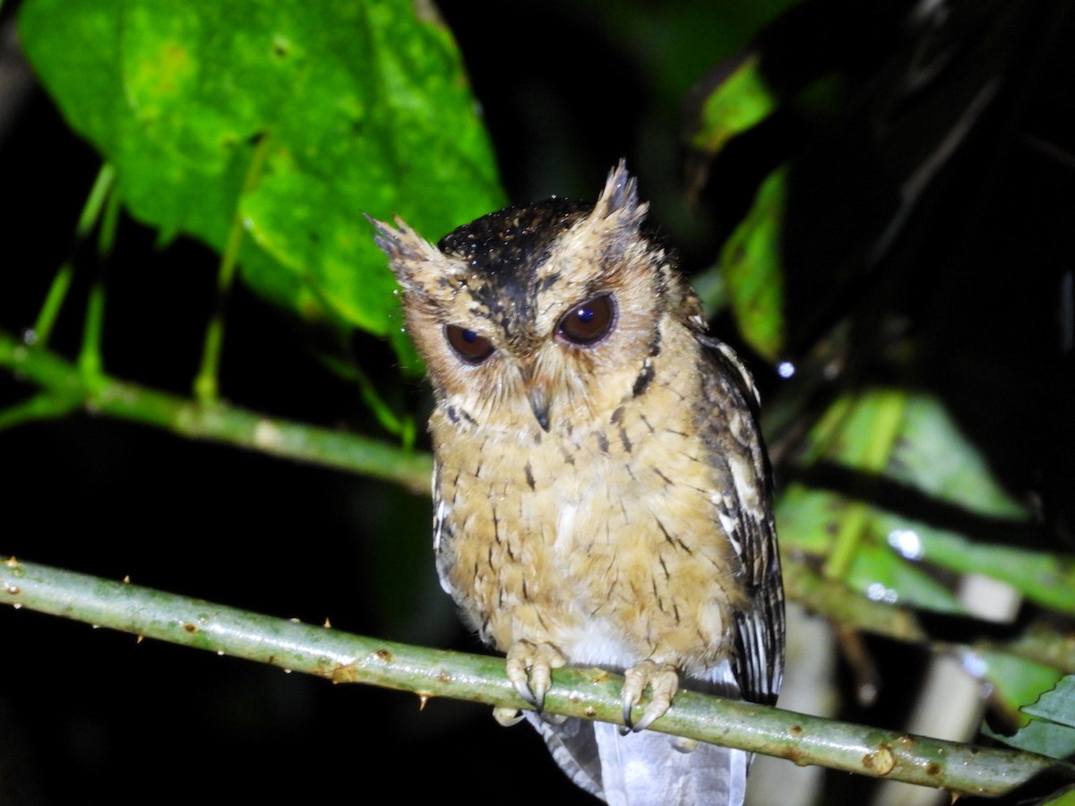 Indian Scops-Owl - ML642650994