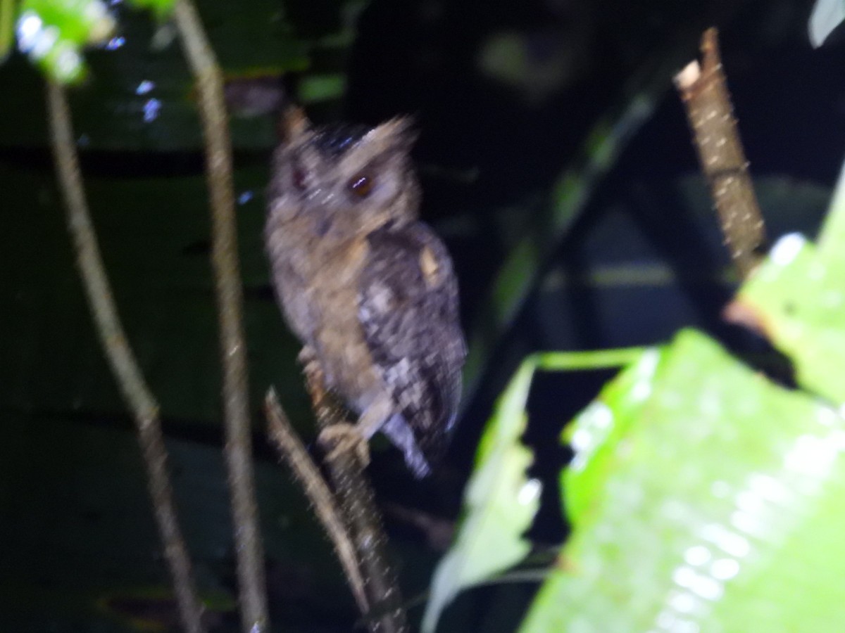 Indian Scops-Owl - ML642650995