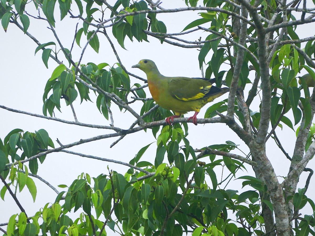 Orange-breasted Green-Pigeon - ML642650997