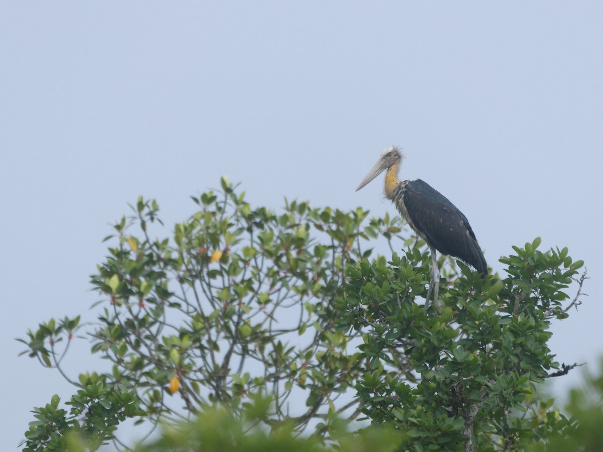 コハゲコウ - ML642651049