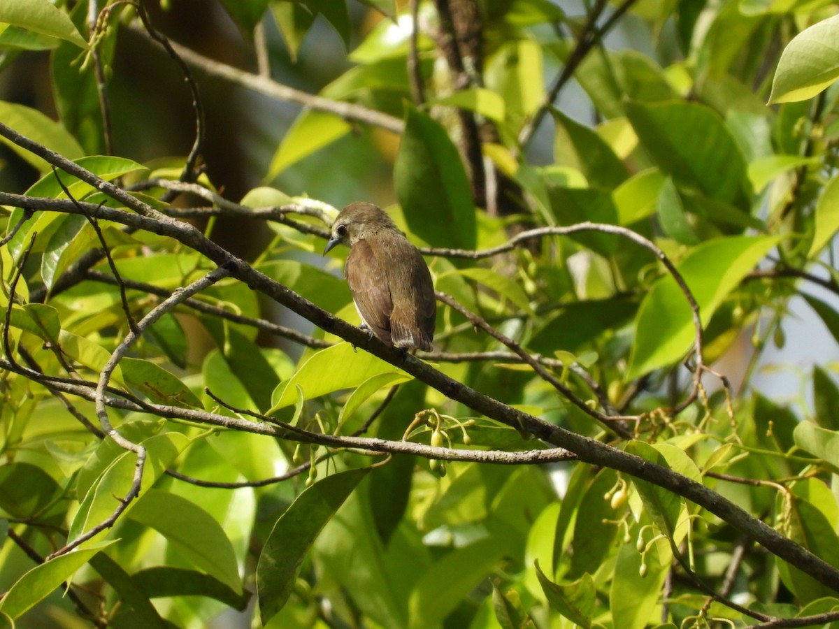 Nilgiri Flowerpecker - ML642651056