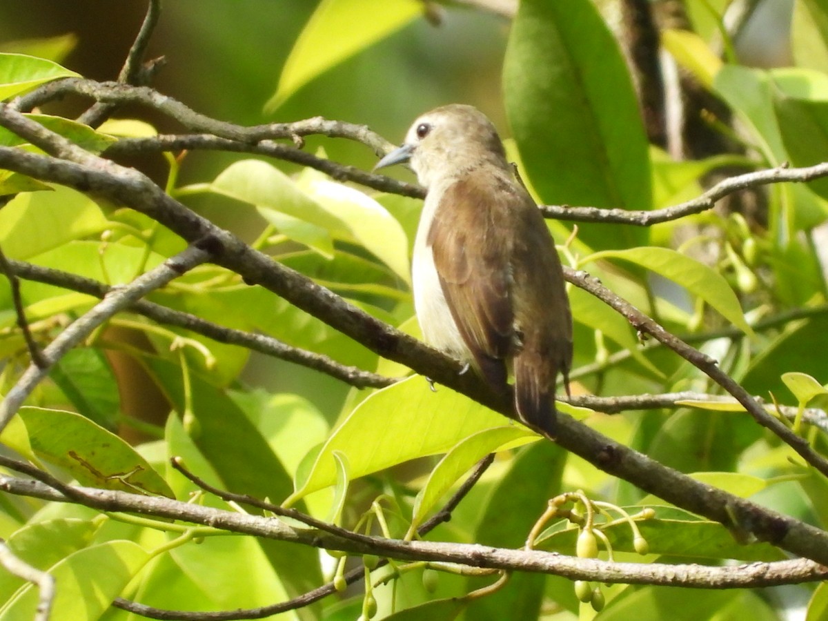 Nilgiri Flowerpecker - ML642651057