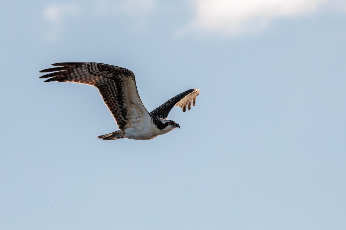 Osprey - ML642651069