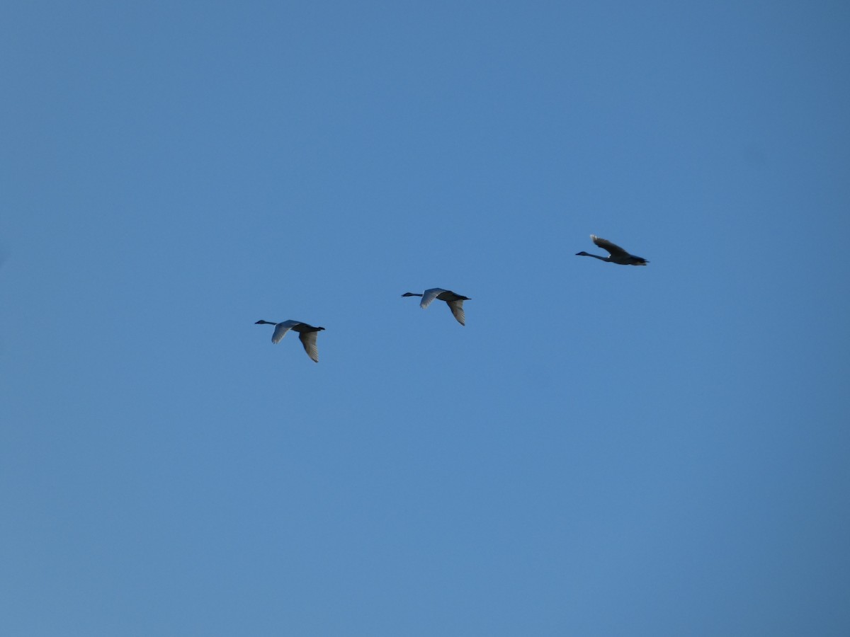 Trumpeter Swan - ML642651100