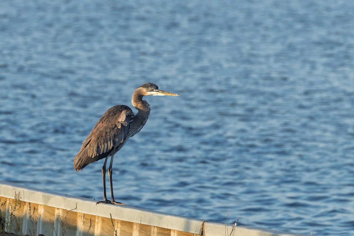 Great Blue Heron - ML642651104