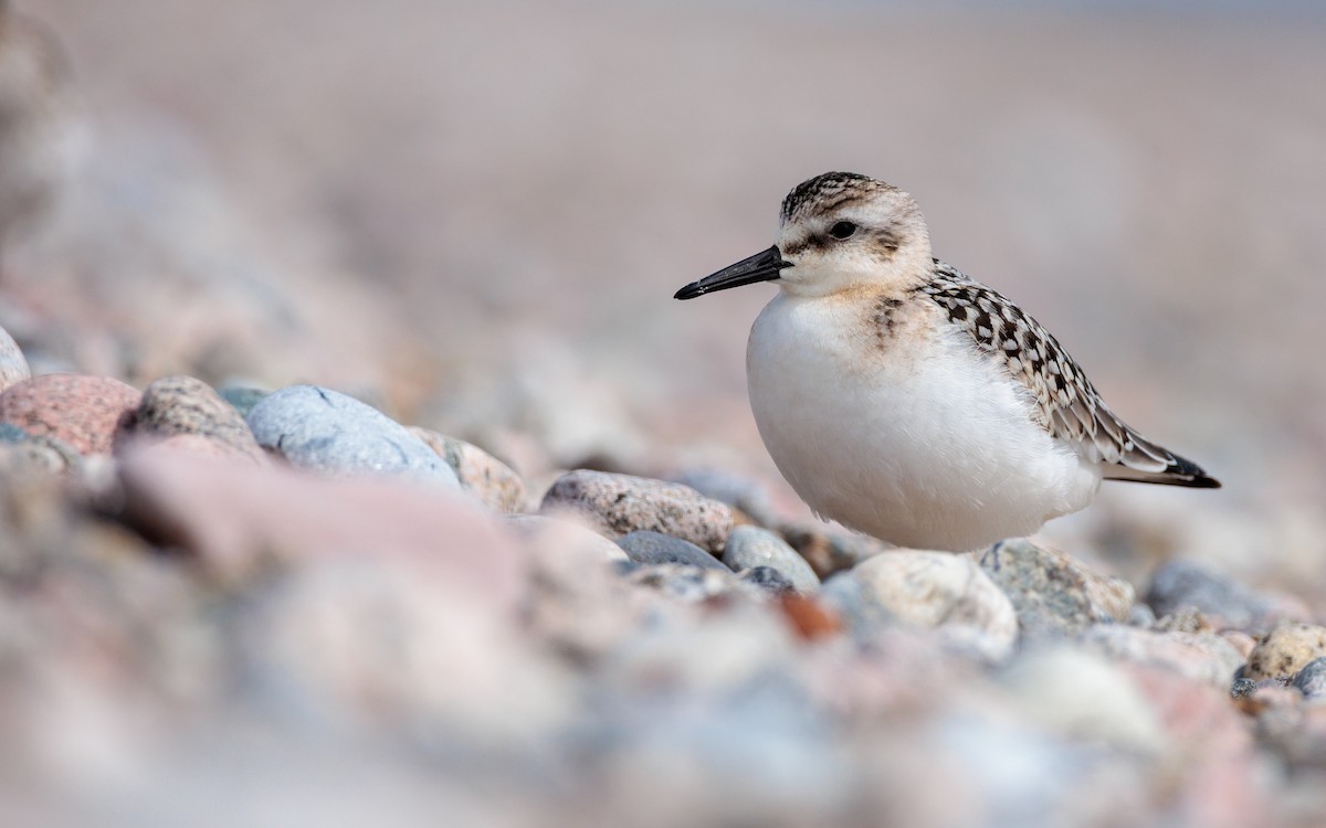 Sanderling - ML642651107