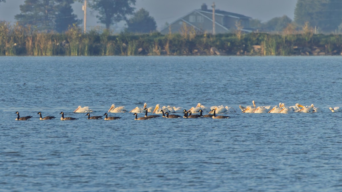 American White Pelican - ML642651111