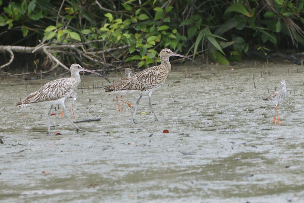 アカアシシギ - ML642651112