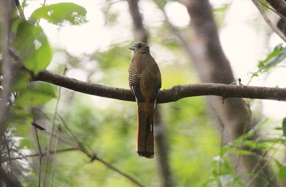 Orange-breasted Trogon - ML642651125