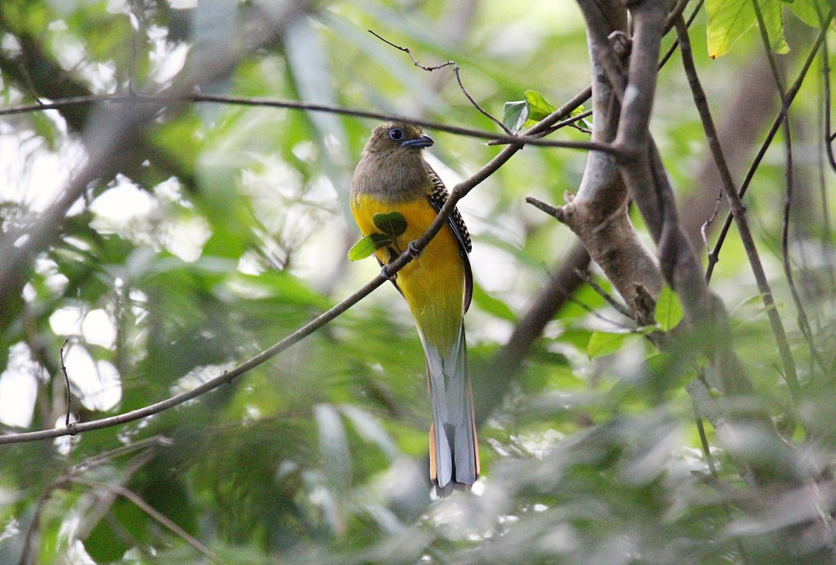 Orange-breasted Trogon - ML642651127
