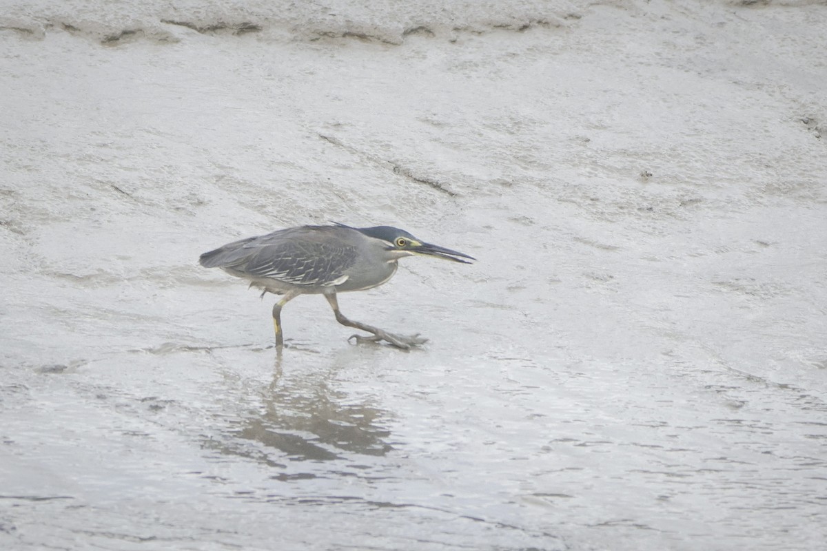 ササゴイ - ML642651130