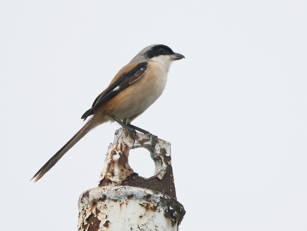 Long-tailed Shrike - ML642651132
