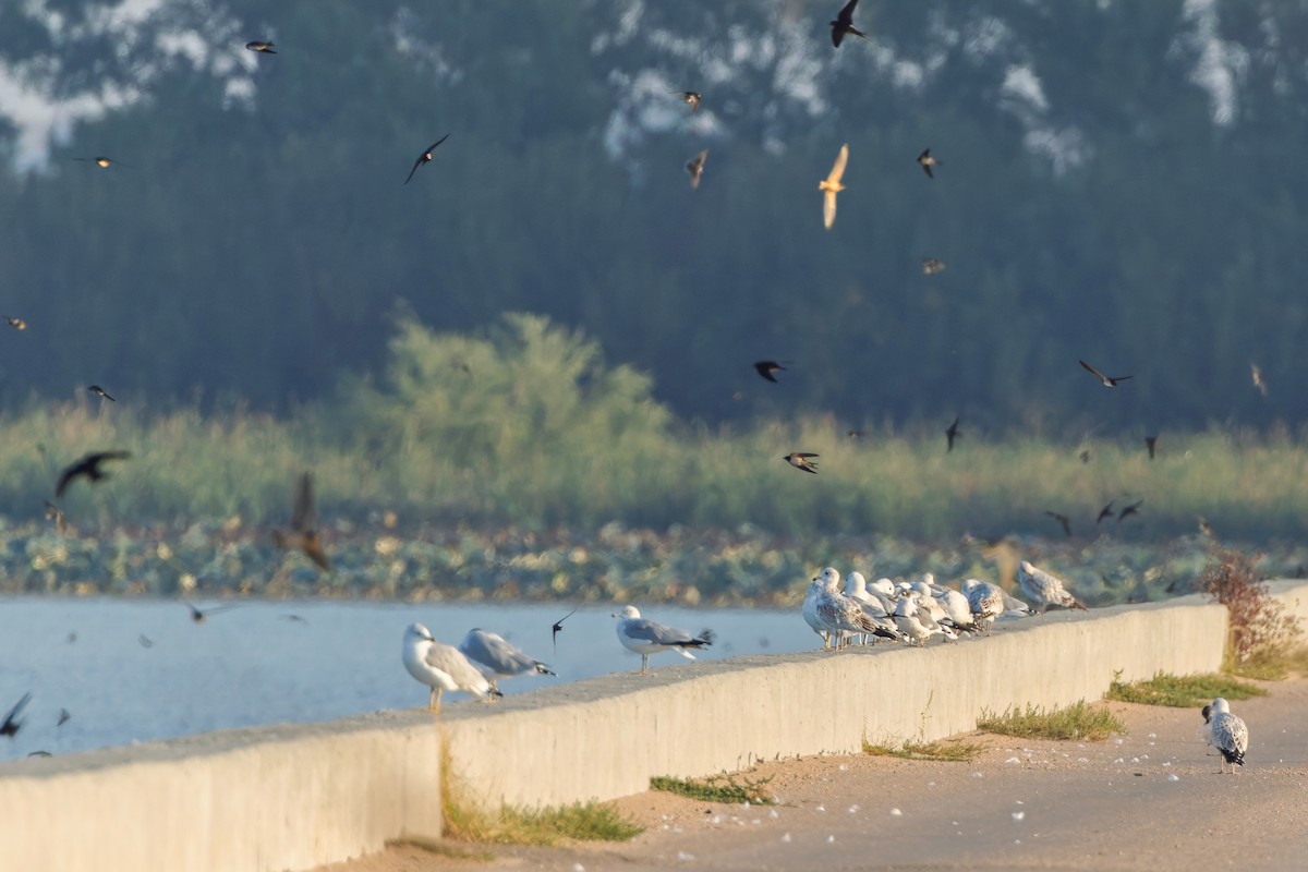 Ring-billed Gull - ML642651133