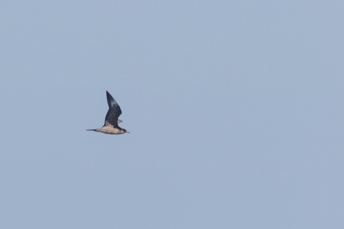 Long-tailed Jaeger - ML642651135