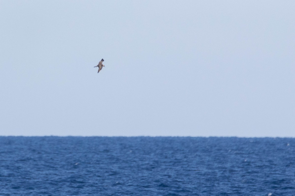 Long-tailed Jaeger - ML642651136
