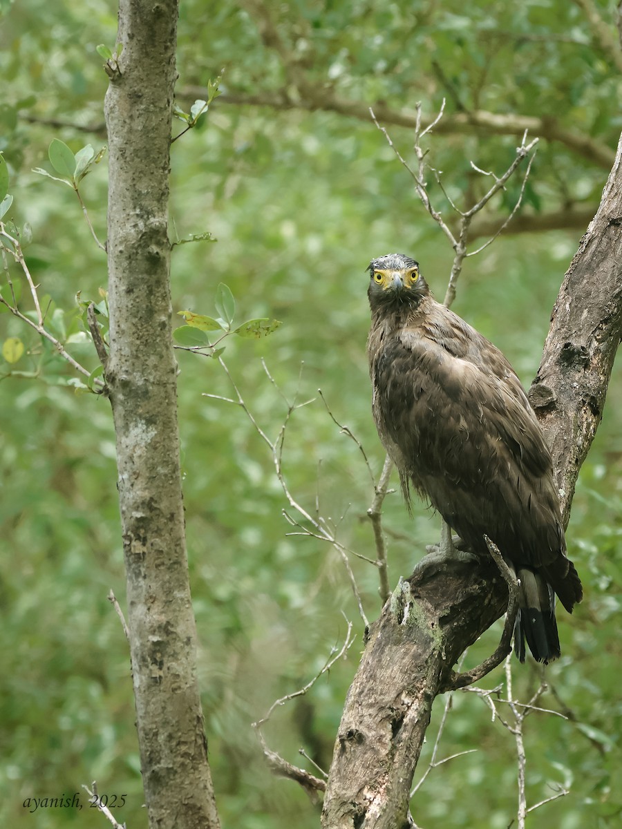 カンムリワシ - ML642651143