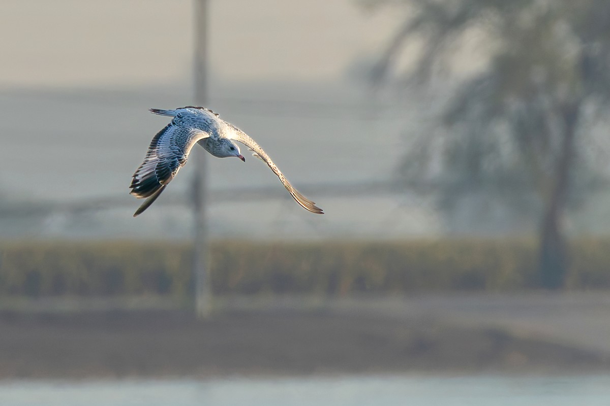 Ring-billed Gull - ML642651147
