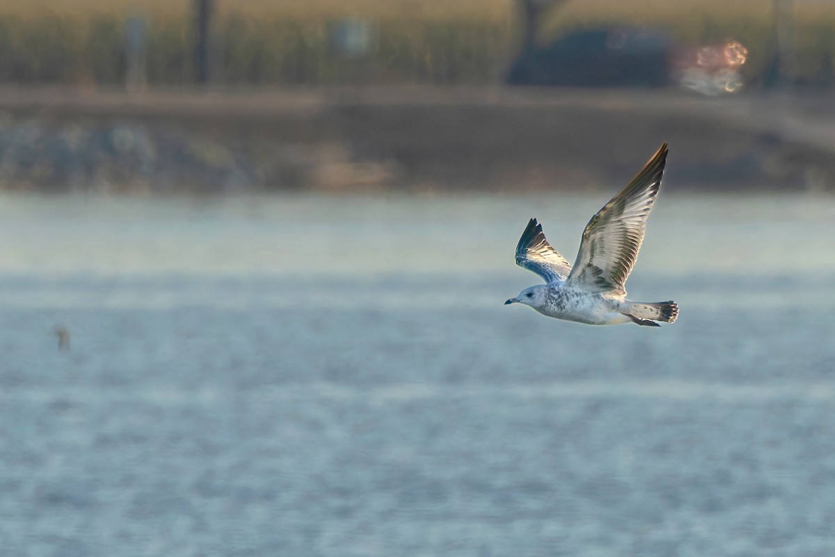 Ring-billed Gull - ML642651148