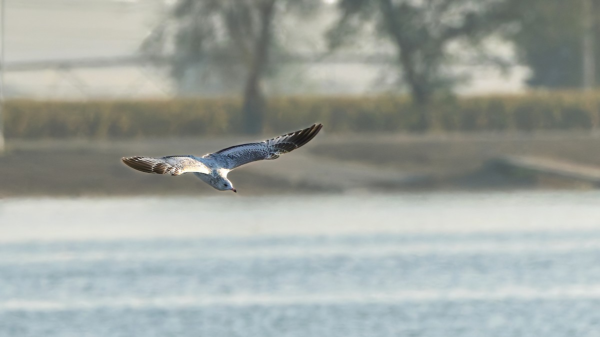 Ring-billed Gull - ML642651149