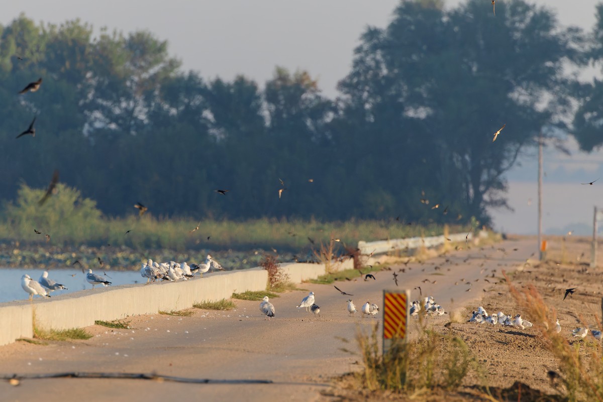 Ring-billed Gull - ML642651150